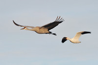 Sandhill Cranes