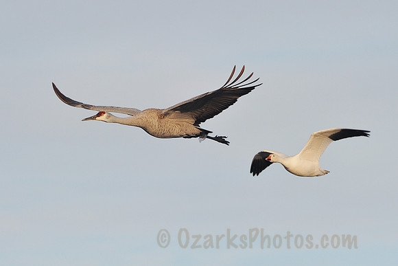 Sandhill Crane with ice bracelet and Snow Goose