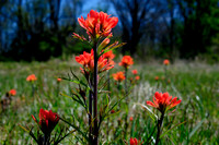Wildflowers & flowers