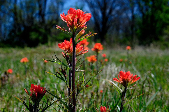 Indian Paintbrush