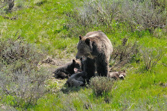 Mother Bear is Awake