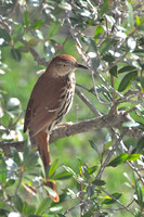 Small Birds