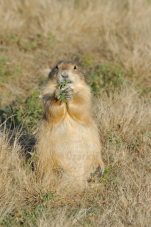 Prairie Dog Lunch Time