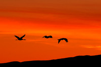 Sandhill Cranes
