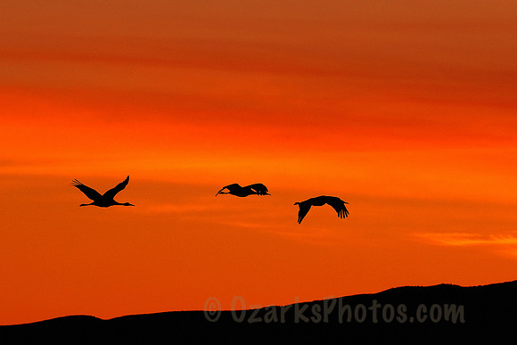 Twilight with the Sandhill Cranes