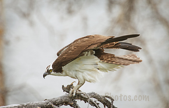 Osprey with Lunch