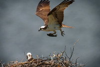 Raptors