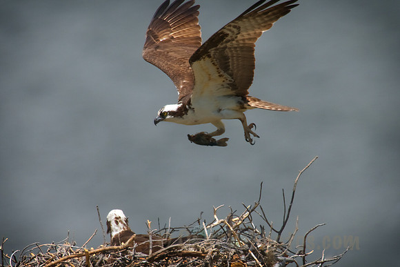 Osprey Flying in with a Fish