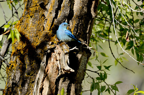 Mountain Bluuebird, Male