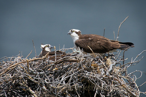 Osprey pair on their nest
