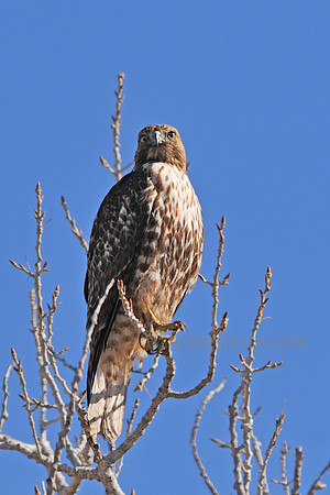 Bosque Juvenile Coopers Hawk