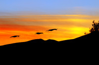 Sandhill Cranes