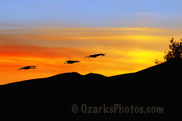 Sunset with the Sandhill Cranes