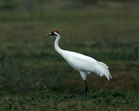 All Bird Images