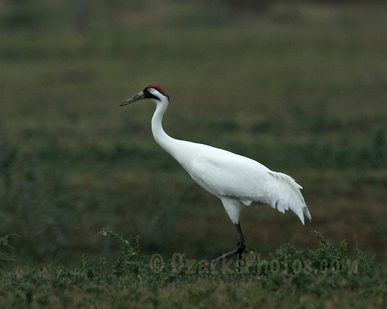 Whooping Crane