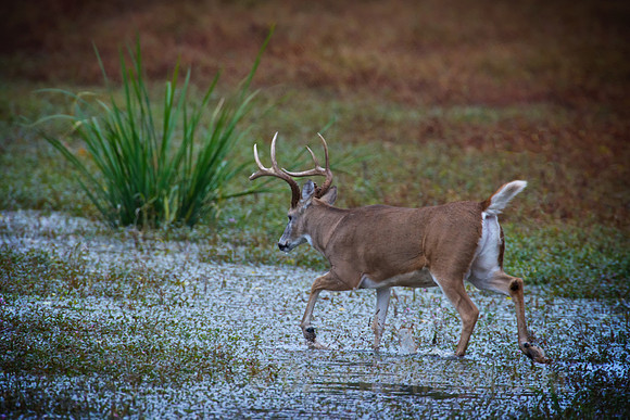 Prancing Buck