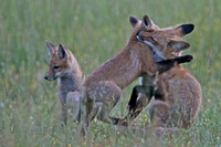 Wild Animals