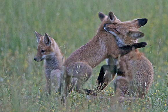 Red Fox with two Kits