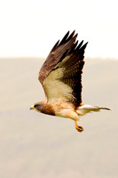 All Bird Images