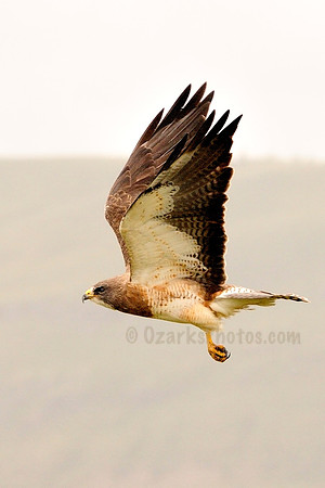 Red-tailed Hawk in Flight