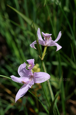 Prairie Grass-pink Wildflower
