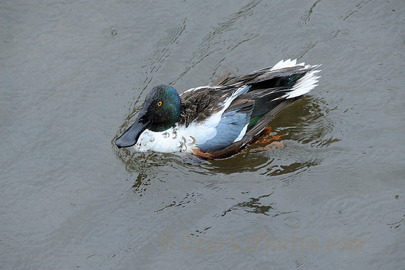 Northern Shoveler