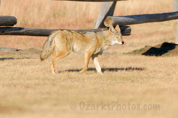 Prowling Coyote