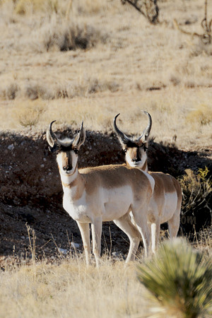 Pronghorn Antelope Bucks