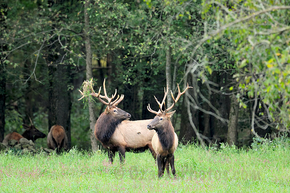 Where is that Bigger Bugling Elk?