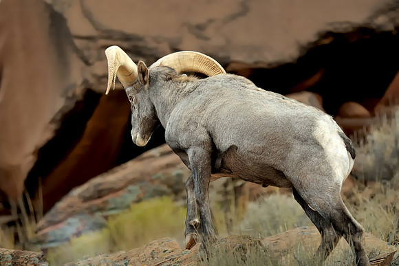 Climbing Big Horn
