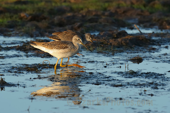 Greater Yellowlegs