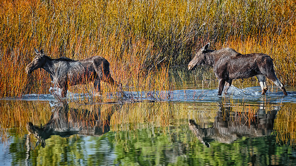 Moose Striding Through Oxbow Bend