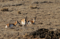 Wild Animals