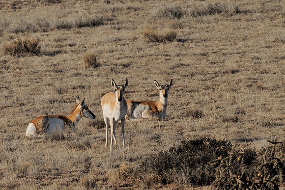 Young Pronghorns at Early Morning Rest