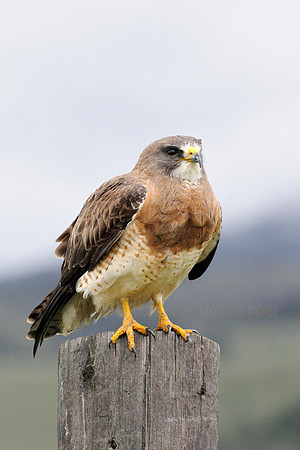 Red-tailed Hawk in Wyoming