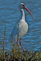 All Bird Images