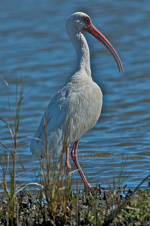 American White Ibis
