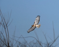 Larger Birds