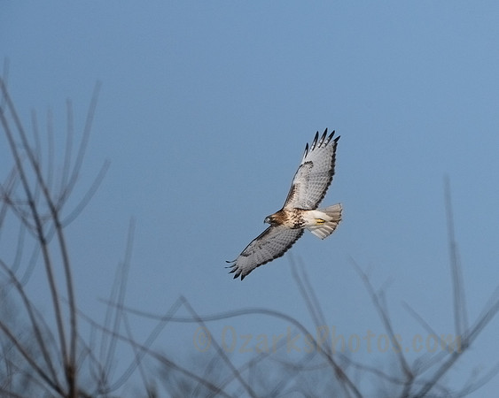 Juvenile Red-tailed Hawk