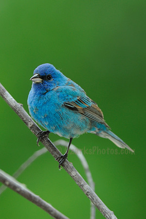 Indigo Bunting, Immature