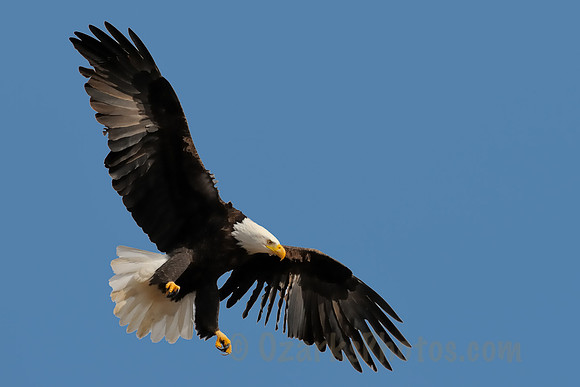 Hunting Eagle