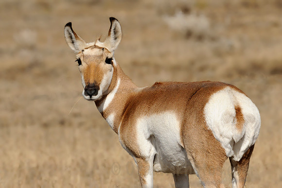 Young Antelope