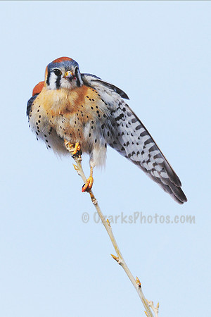 American Kestrel Waving