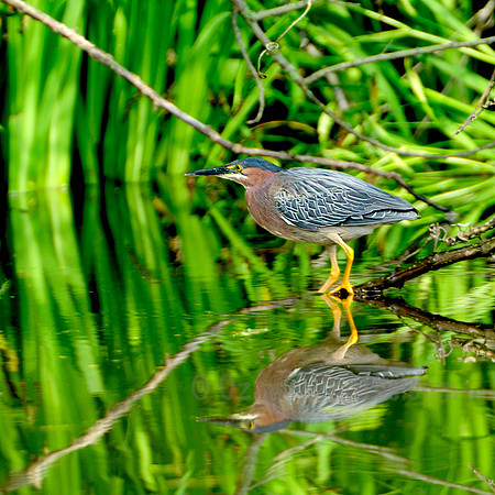 Green Heron Ready to Dine