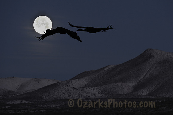 Sandhill Cranes Under the New Mexico Moon
