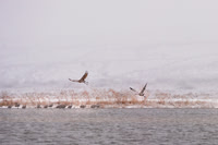 Sandhill Cranes