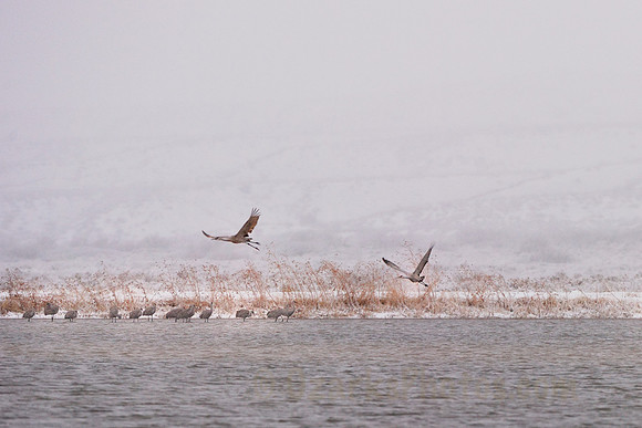 Snowstorm at Bosque del Apache NWR and Cranes