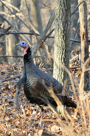 Wild Turkey Tom