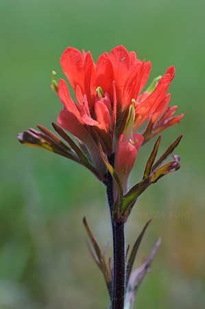 Close up of Indian Paintbrush