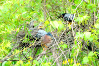 Larger Birds